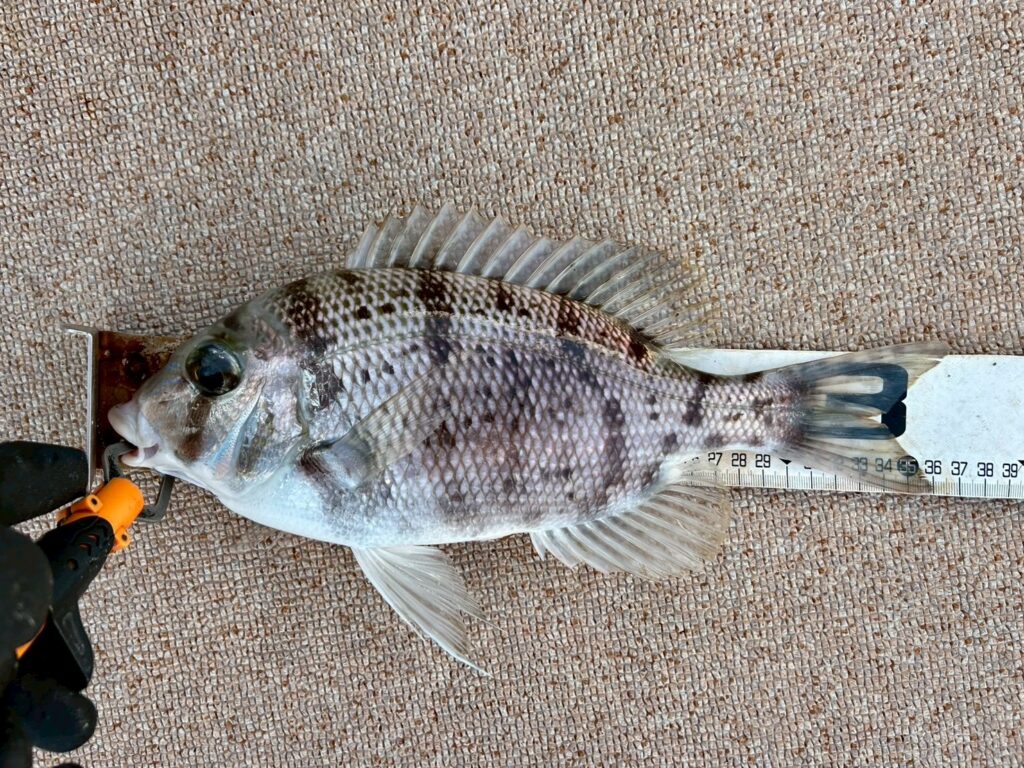 一つテンヤ×タイラバ｜SEATAC 和歌山 御坊 釣り船 タイラバ ジギング