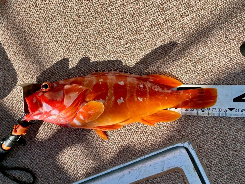 一つテンヤ×タイラバ｜SEATAC 和歌山 御坊 釣り船 タイラバ ジギング