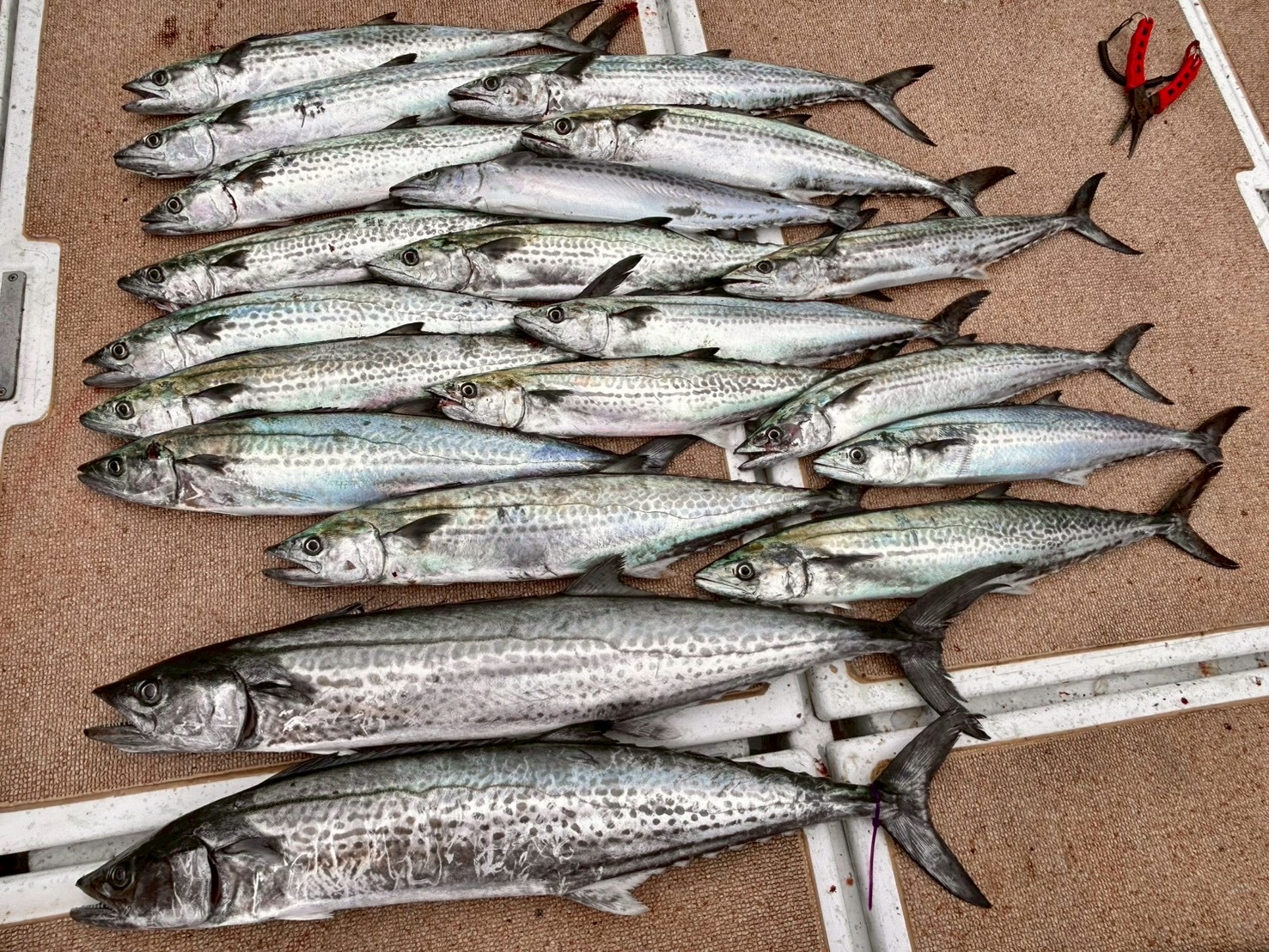 サワラキャスティング