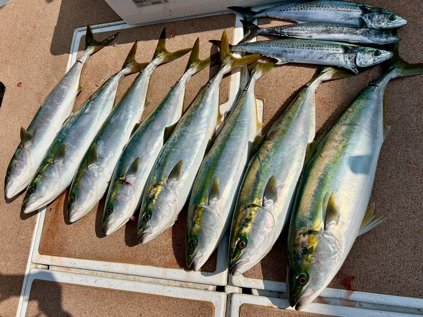 ブリトップ・誘い出し