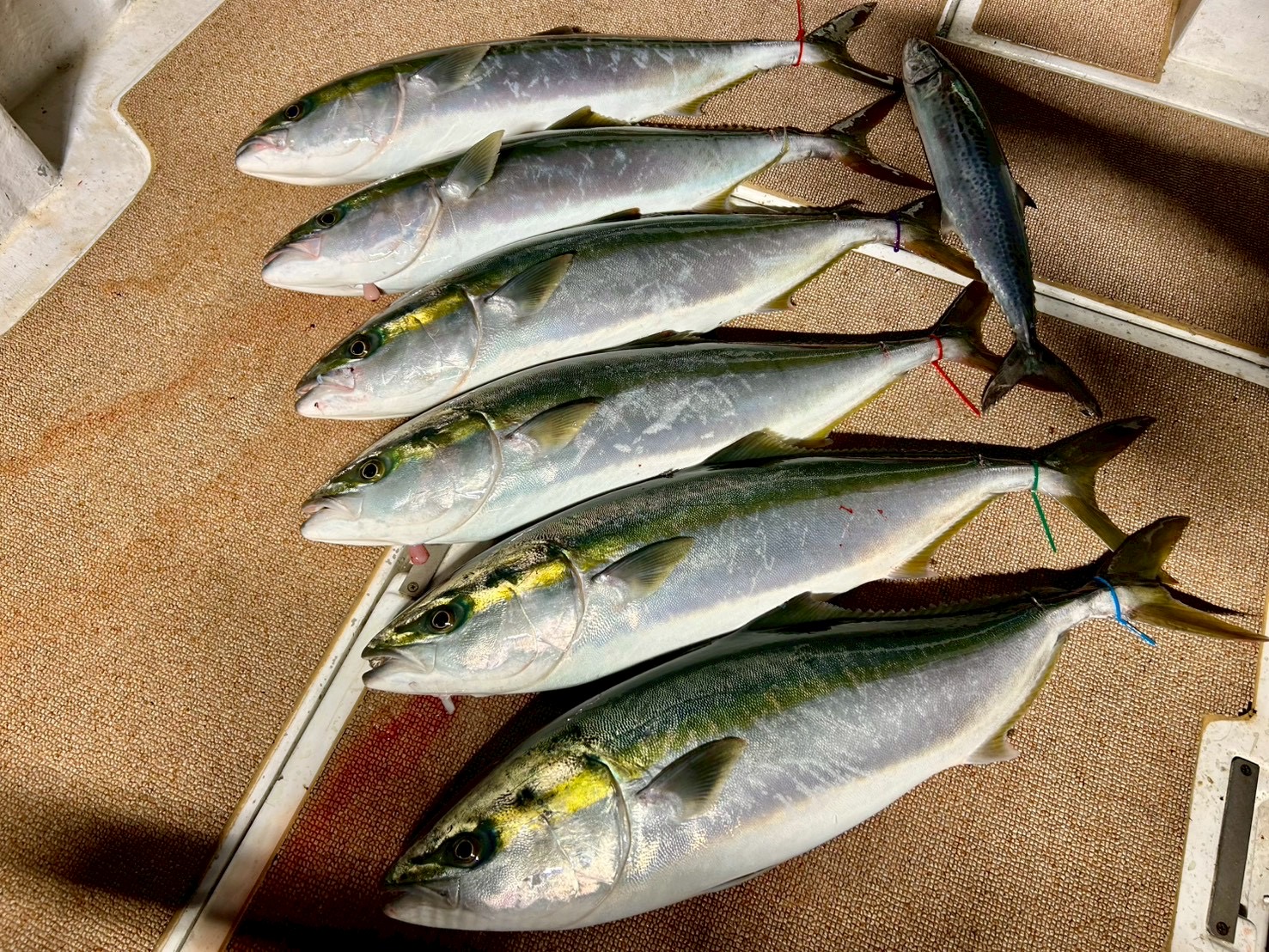 アオモノ誘い出し