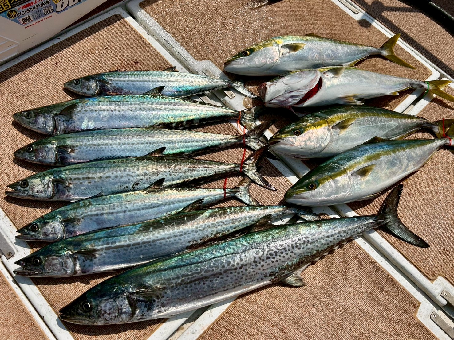 サワラのみキャスティング×乗合